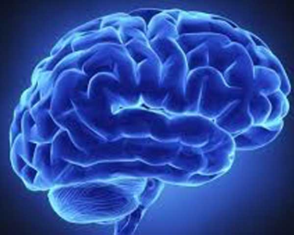 Hjärna - blåbär förbättrar minne och kognition.
