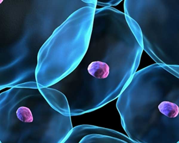 Celler och fria radikaler - antioxidanter i blåbär skyddar mot oxidativ stress.