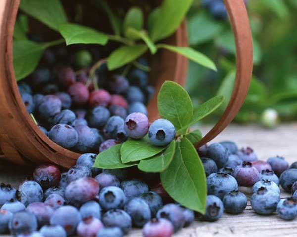 Korg med blåbär - gå ner i vikt, få lägre blodtryck och stärk minnet med blåbär.
