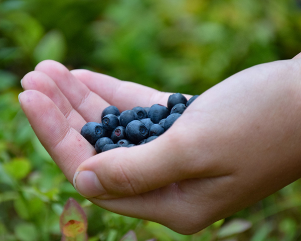 En handfull blåbär - antioxidanter i blåbär skyddar nervcellerna och kan broms Parkinsons sjukdom.