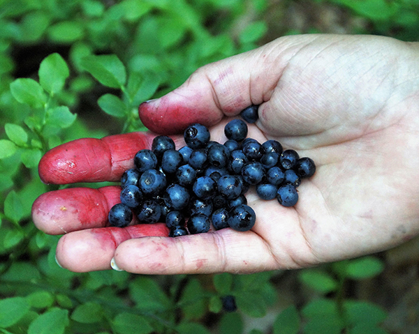 En hand med blåbär - blåbärens antocyaniner kan skydda nervcellerna i hjärnan mot oxidativ stress och celldöd.